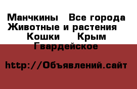 Манчкины - Все города Животные и растения » Кошки   . Крым,Гвардейское